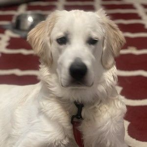 Meet your Posher, Joseph